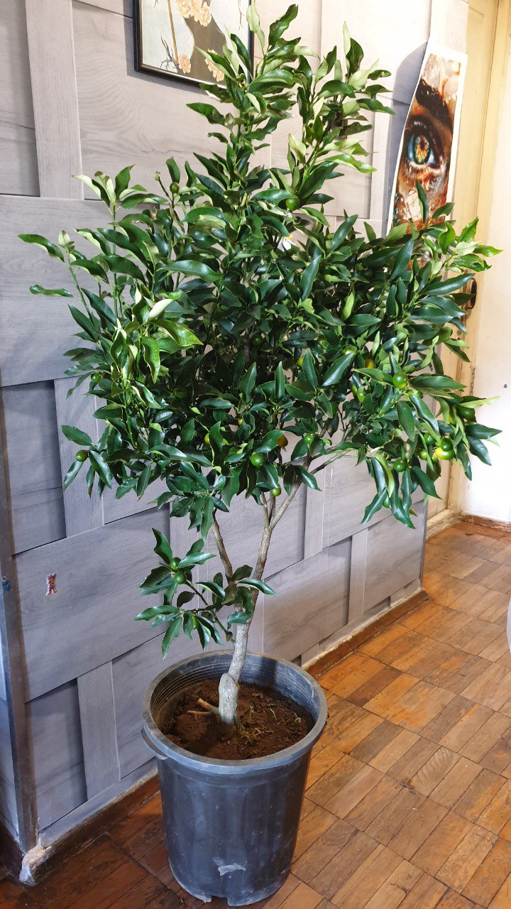 Кумкват с большим количеством плодов