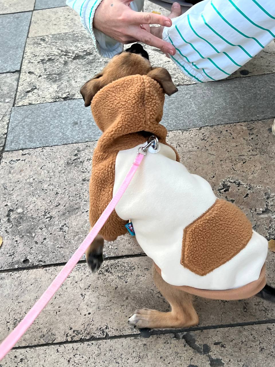 Худи для собаки