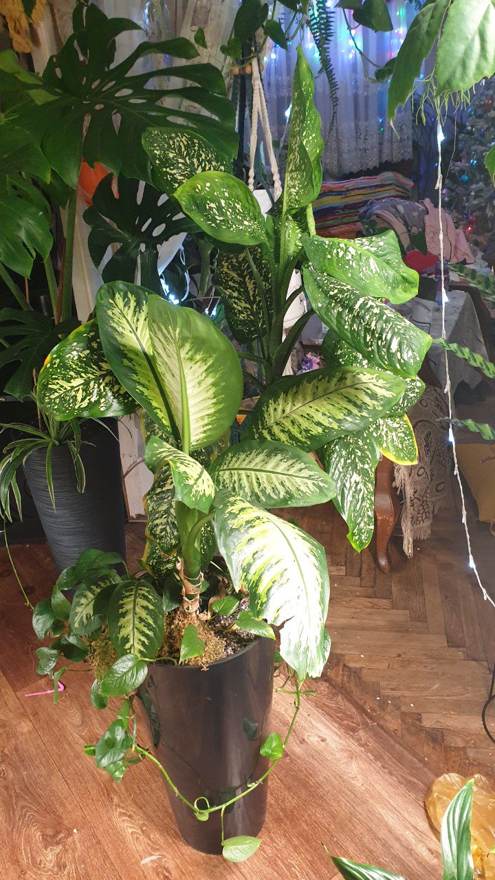 Диффенбахия и сингониум