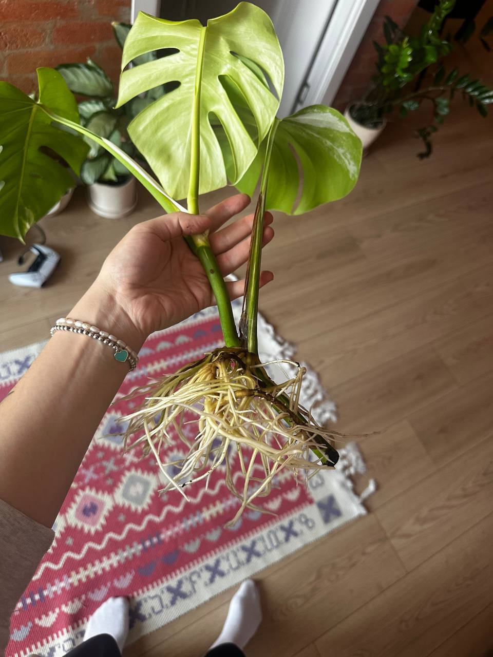 Два ростка монстеры вариегатной