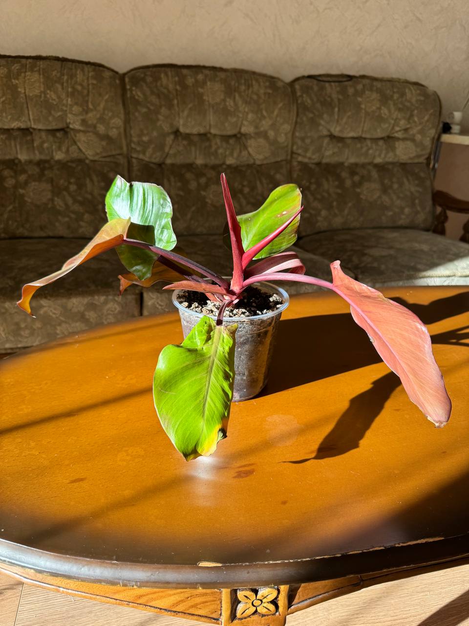 филодендрон Imperial Red (Rojo Congo)