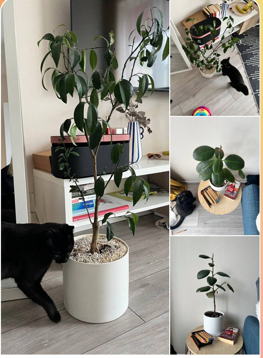 Кумкват в керамическом горшке