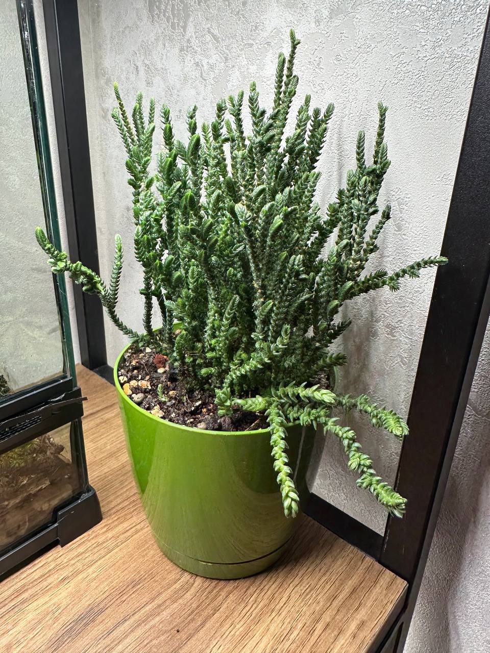 Суккуленты, любой горшочек