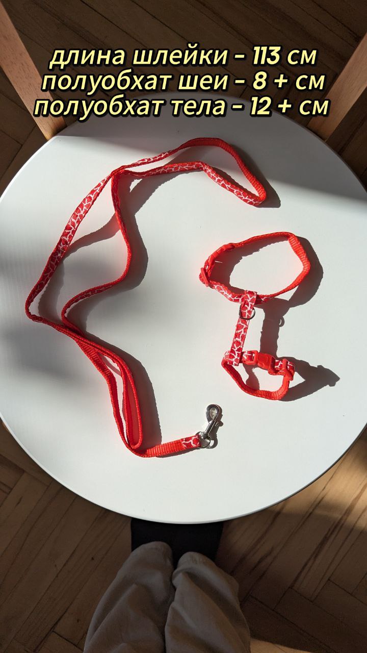 Шлейка для котенка