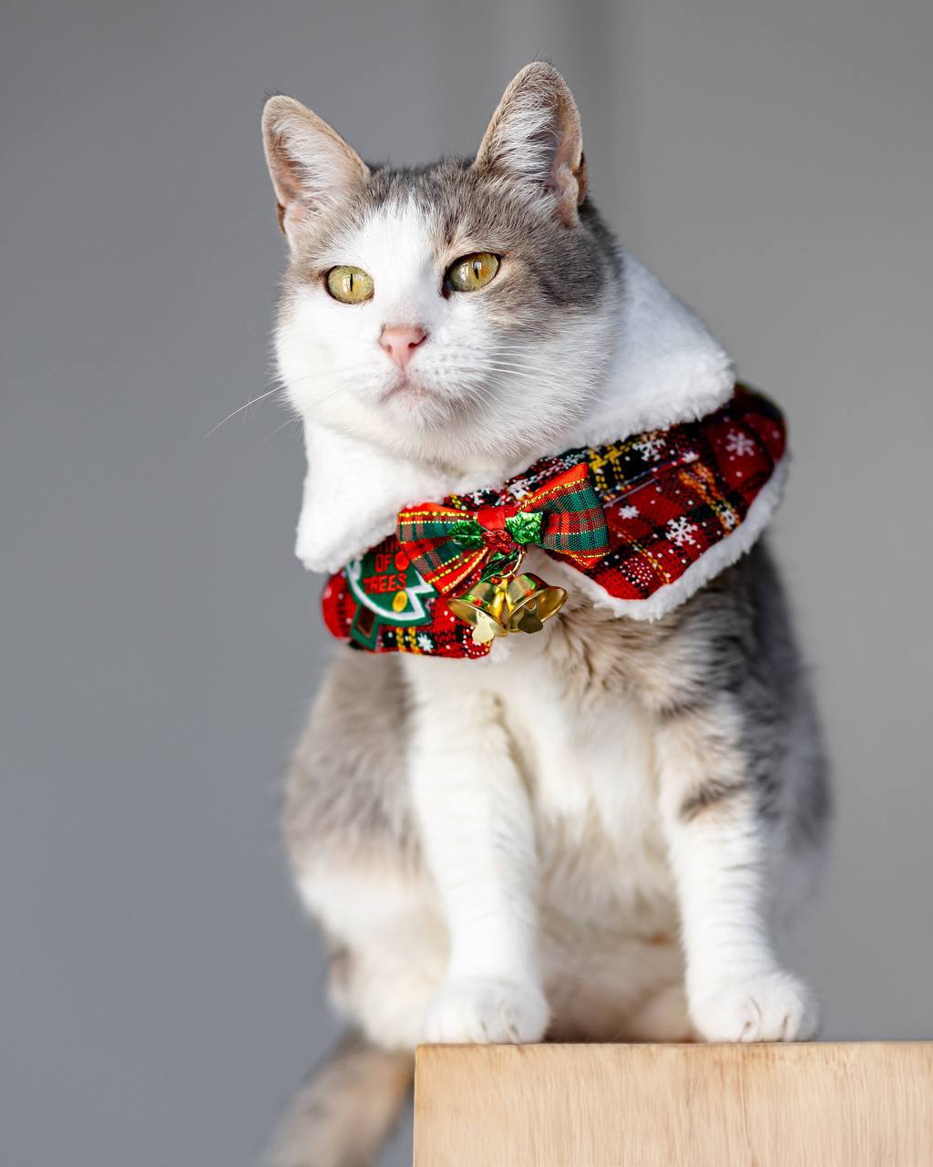 Ария ищет дом