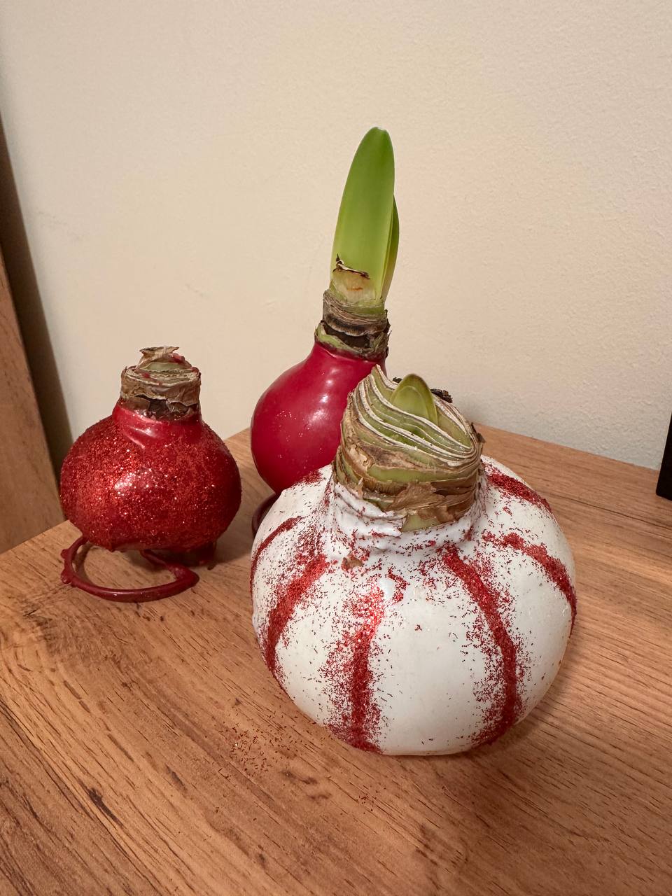 Амариллис в воске — живой цветок без ухода