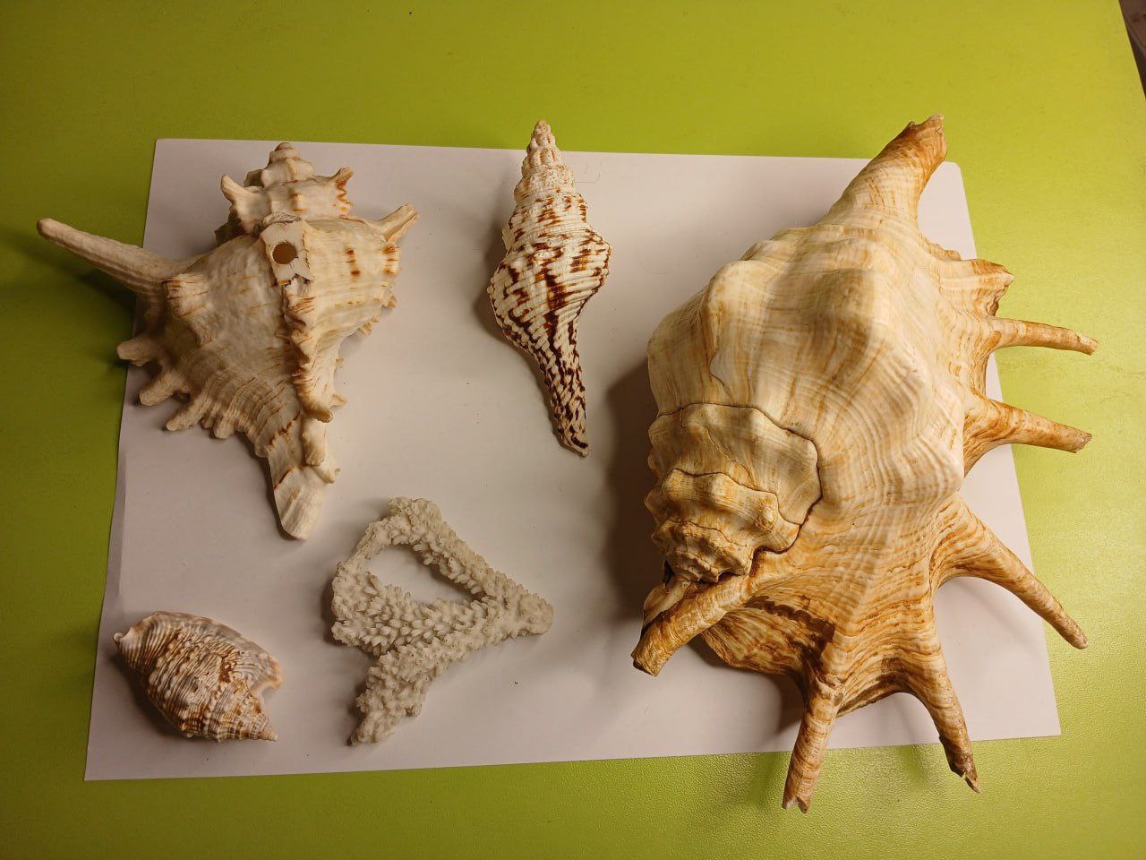 Ракушки морские - Lambis truncata, Charonia tritonis