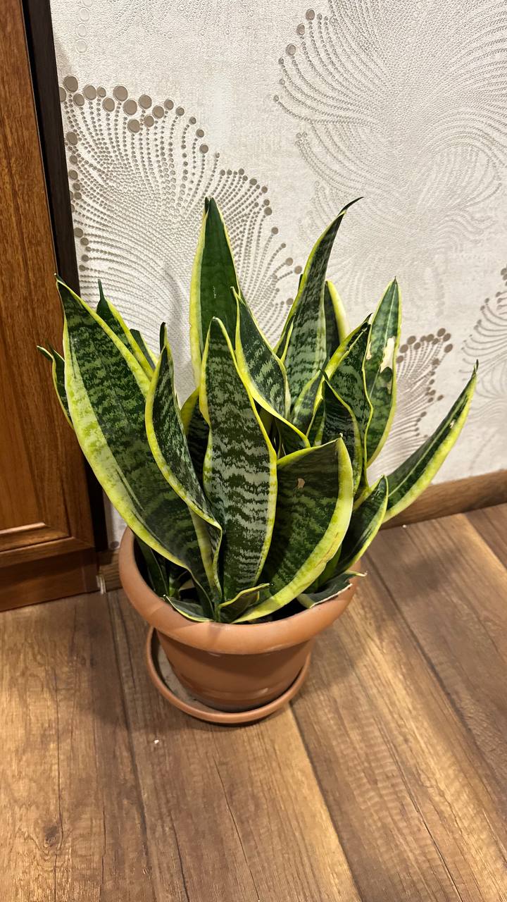 Сансевиерия с горшком