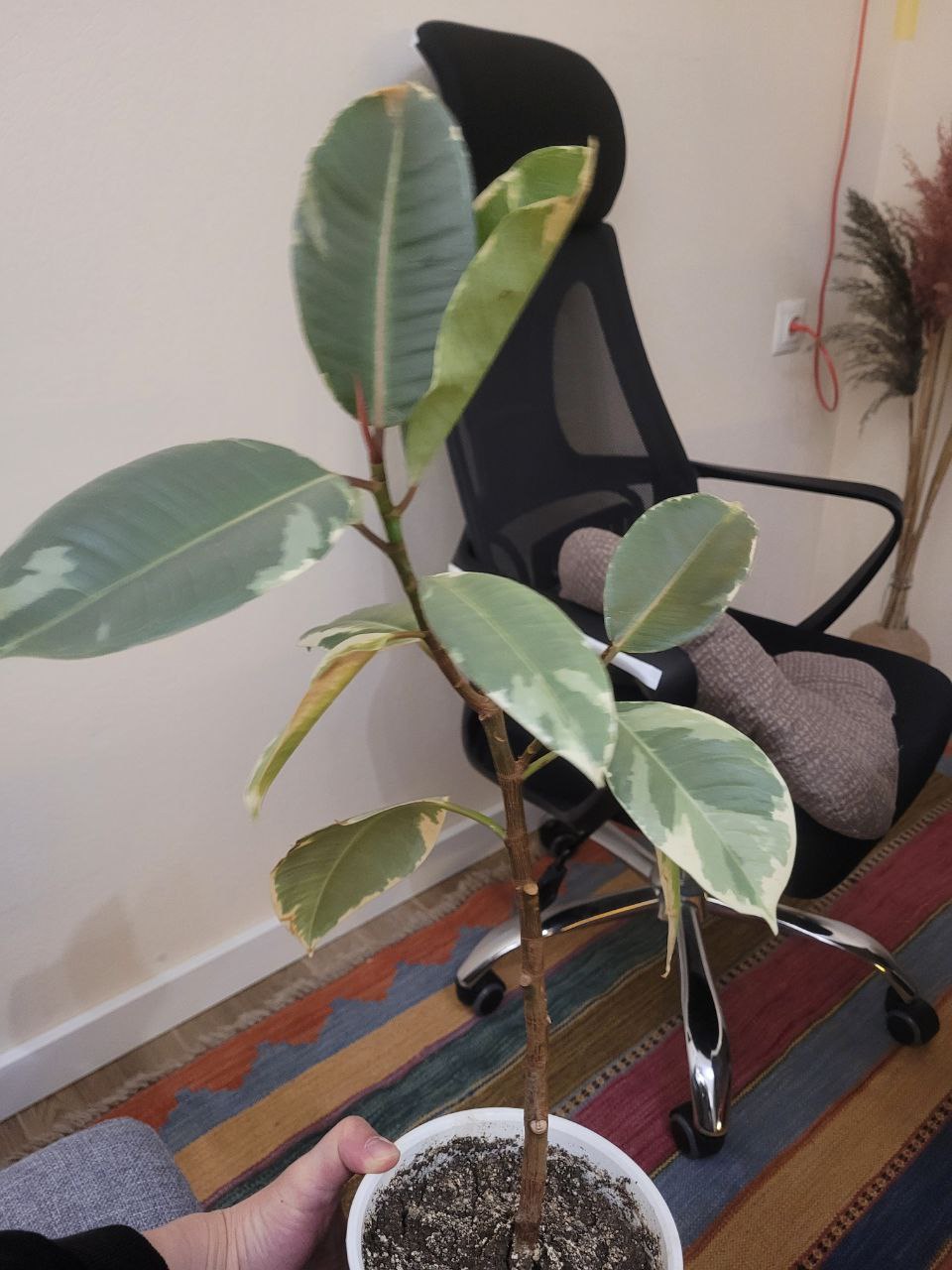 Цветок, без горшка