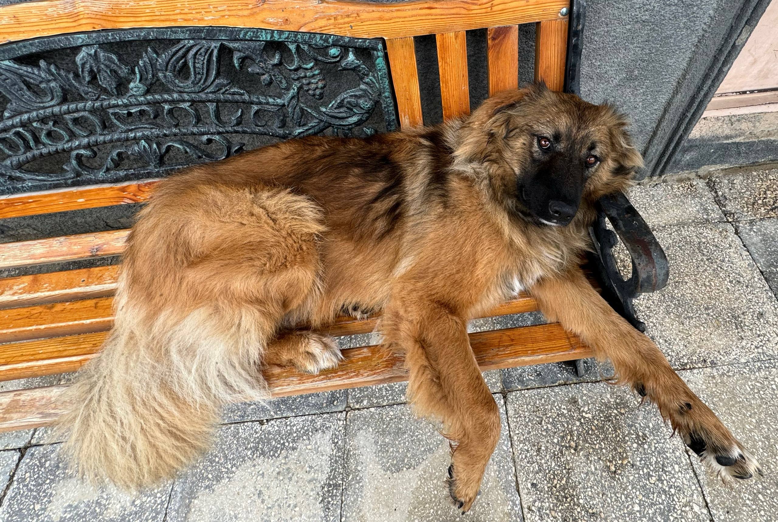 Куплю переноску до крупной собаки