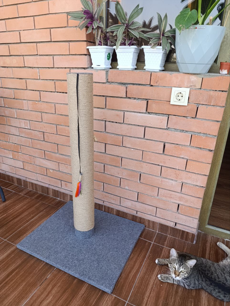 Когтеточки, новые