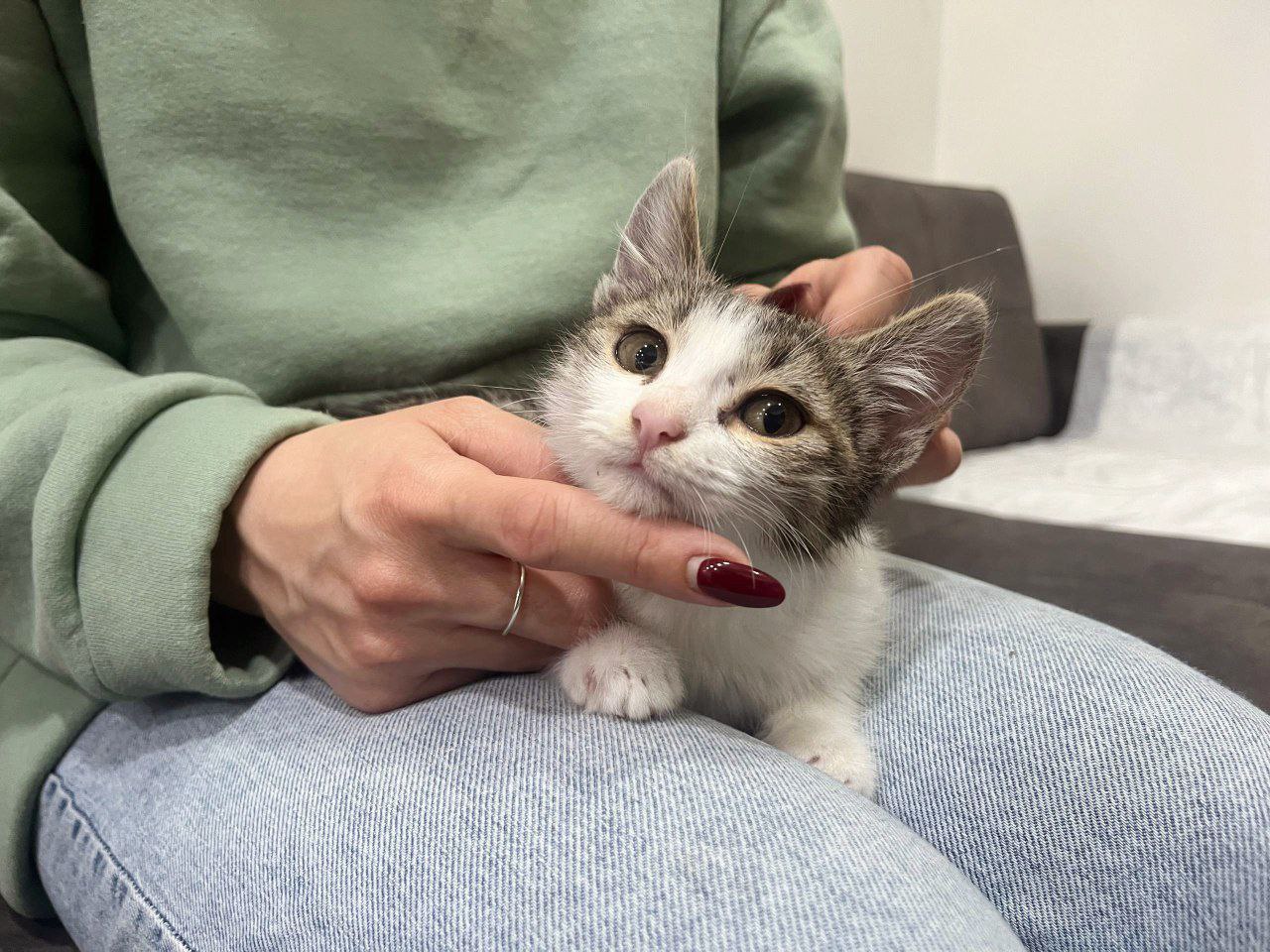 Муши-смешные уши ищет дом!