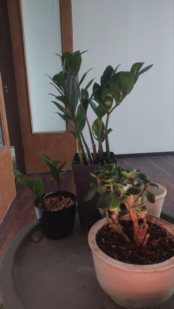 Замиокулькас