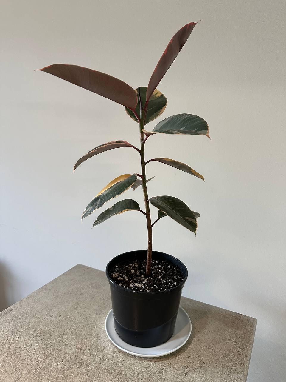 Фикус эластика