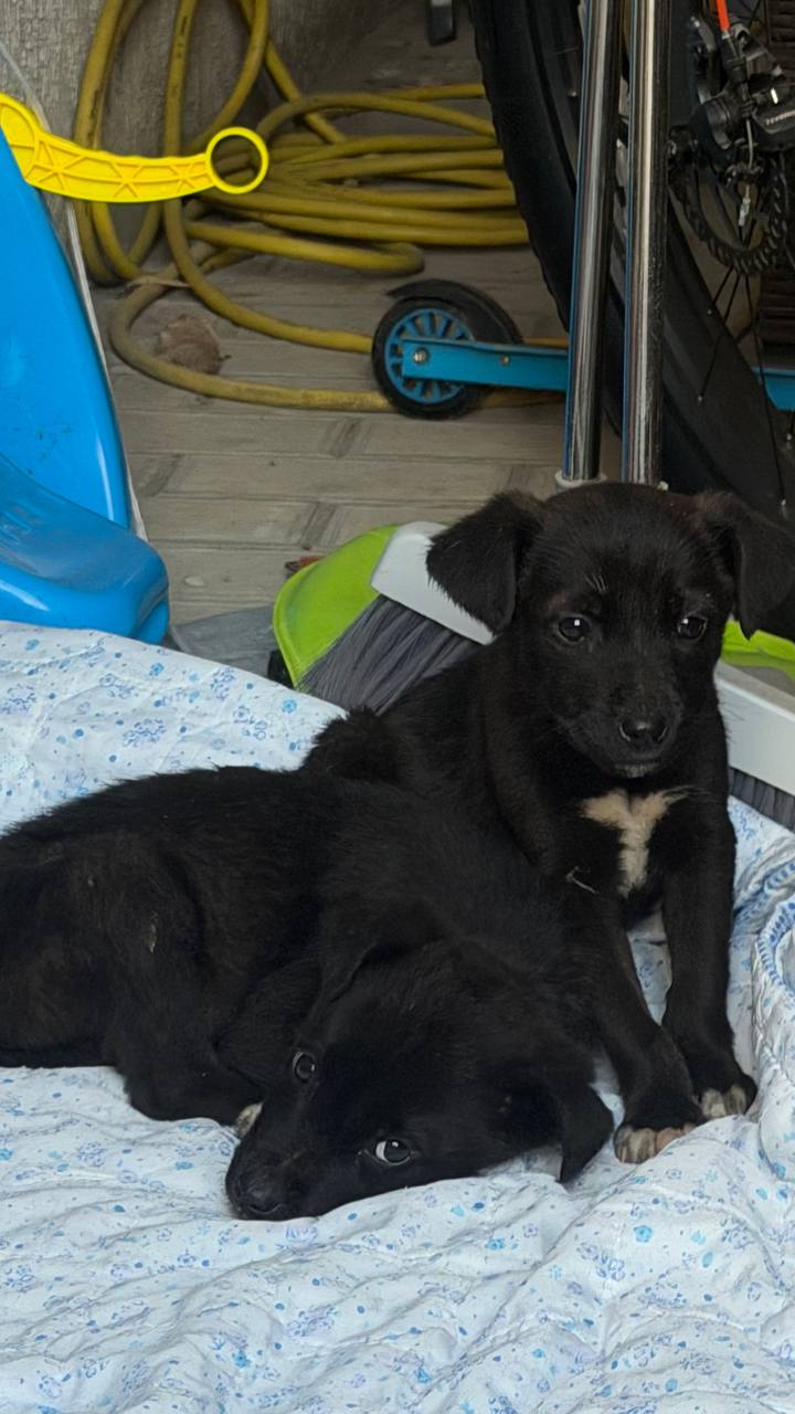 Ищу дом для маленьких чёрных щенков