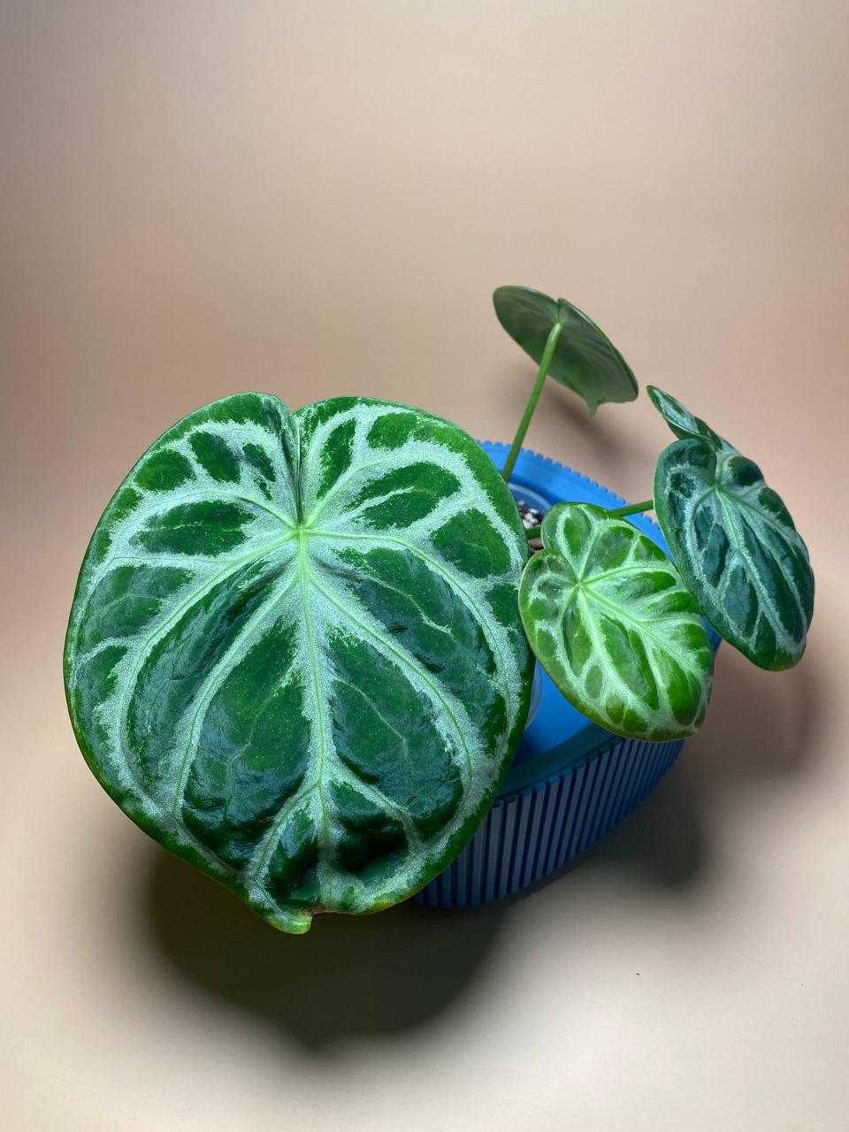 Антуриум crystallinum 'Silver Blush'