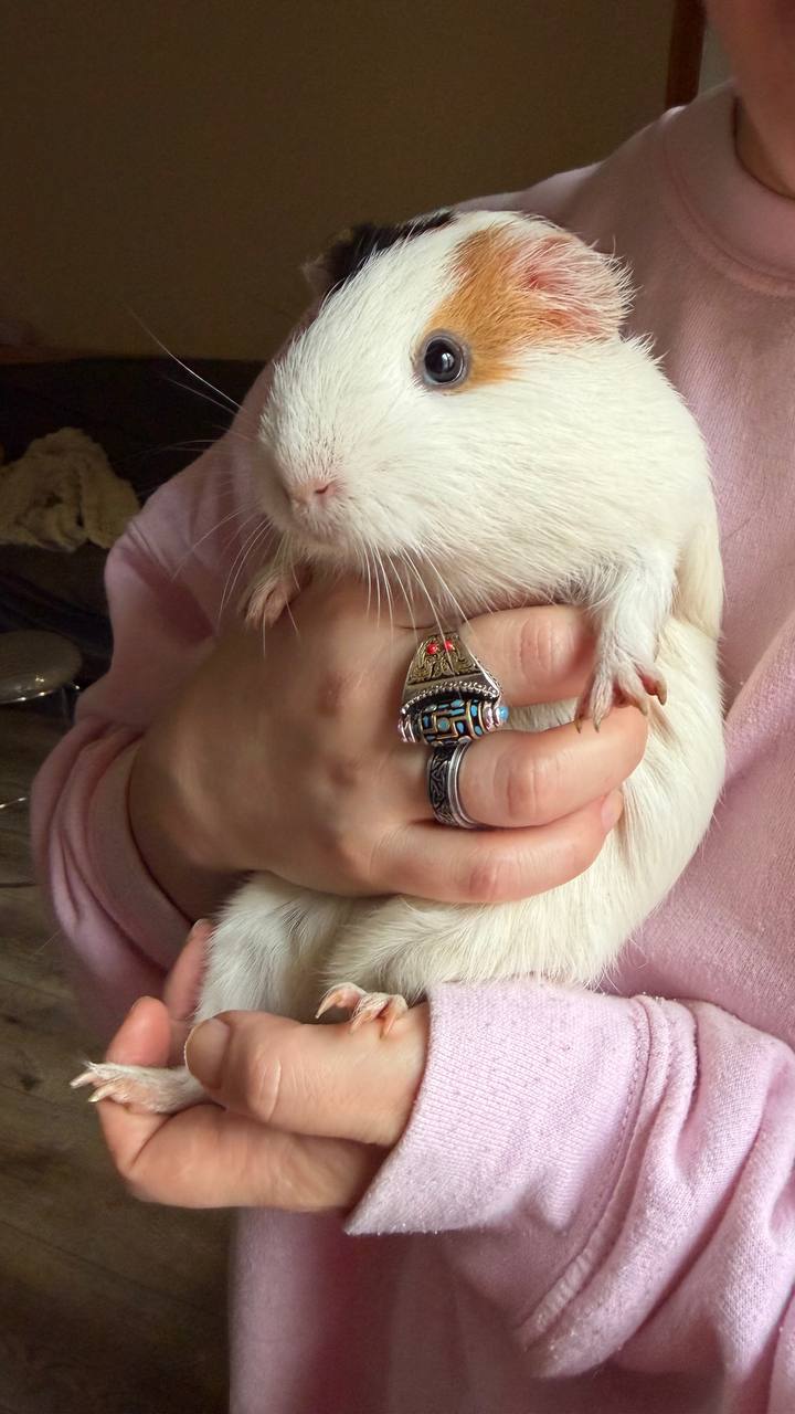 Морские свинки Маруся и Толстуся