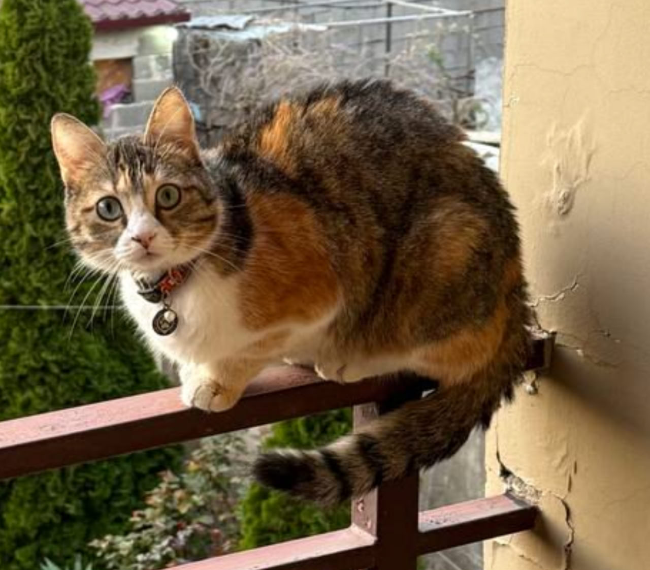 Пропала кошка