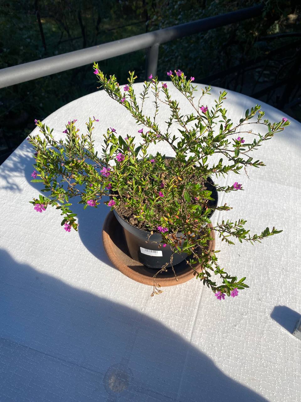 Куфея иссополистная