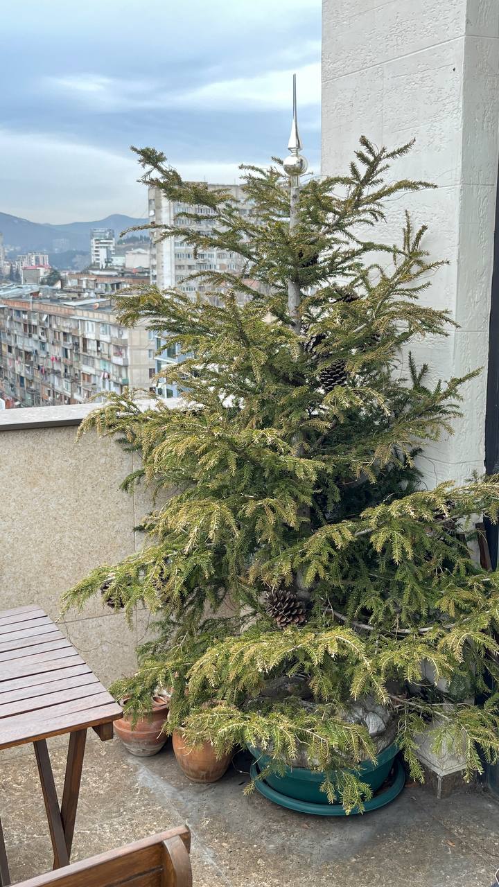 Елка с земляным комом