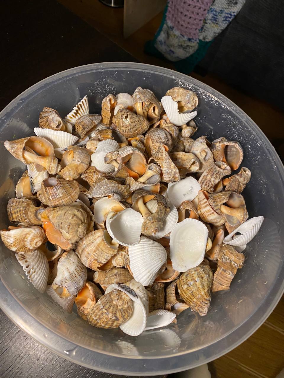 Натуральные декоративные ракушки