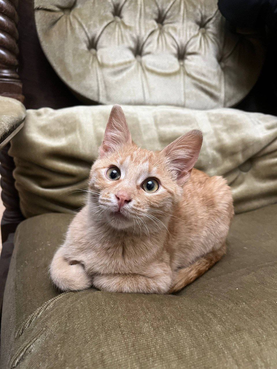 Сладкие брат и сестра ищут дом