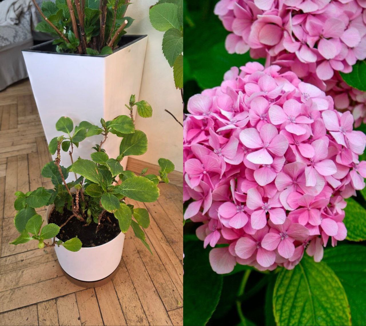 Гортензия Pink