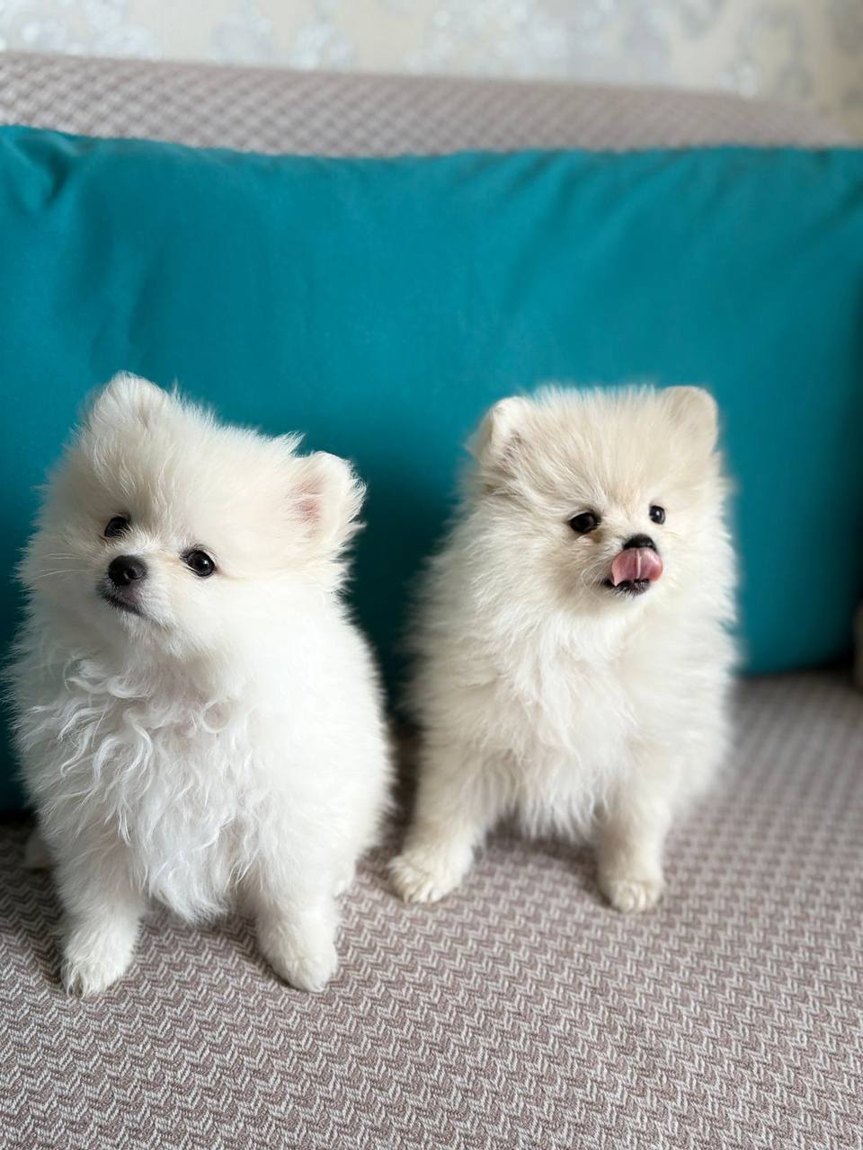 Два щенка шпица