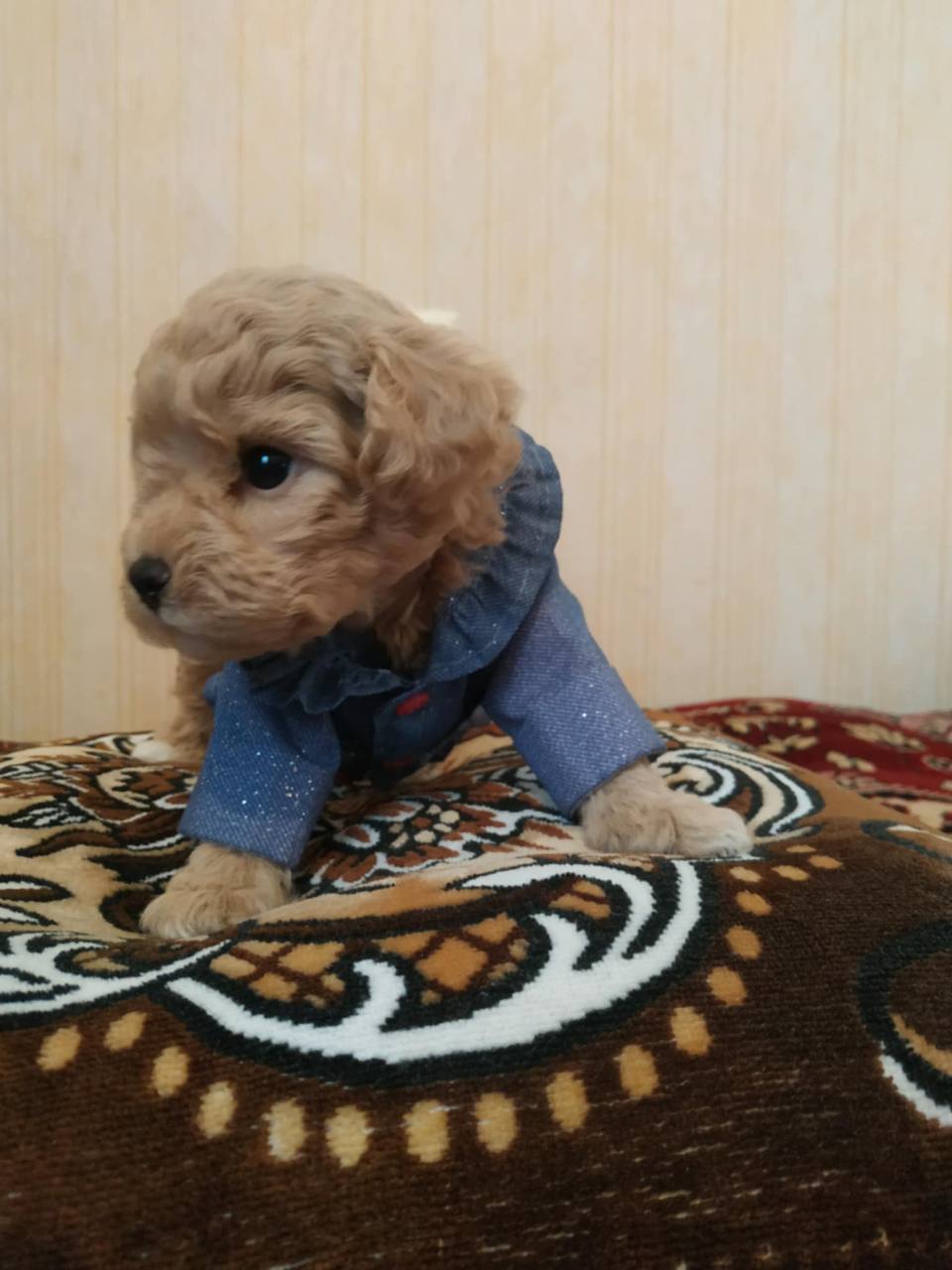 Щенок Пудель