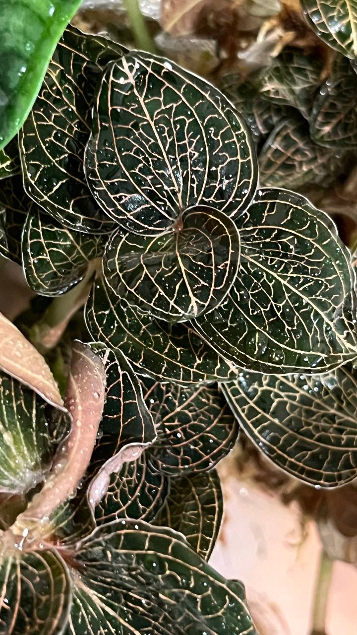 Драгоценная орхидея jewel orchids