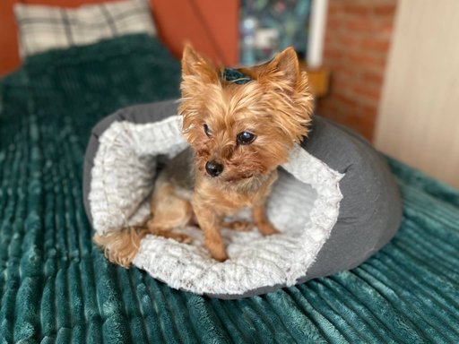 Дополнительное изображение