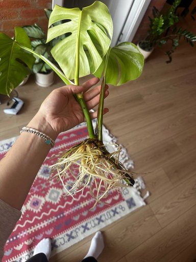 Два ростка монстеры вариегатной