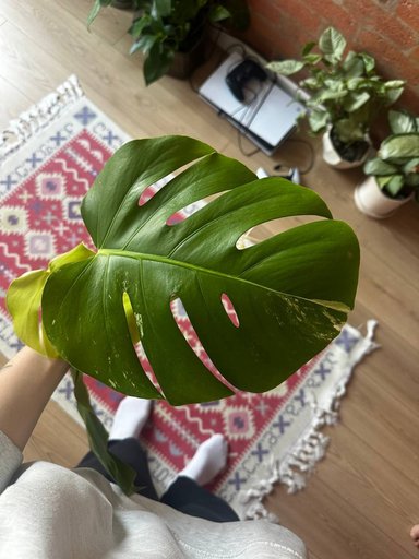 Дополнительное изображение