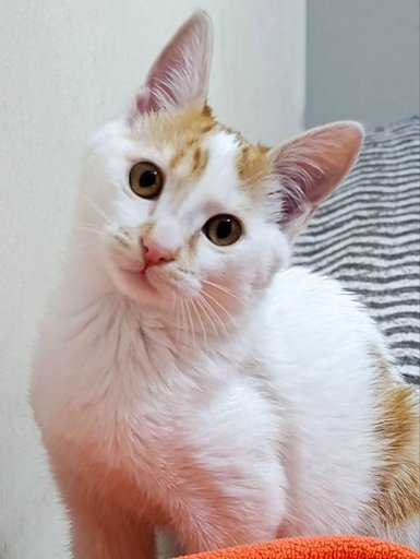 Ищет дом малыш Крошик