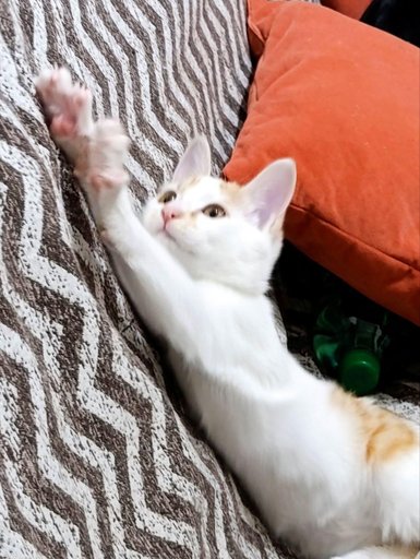 Дополнительное изображение