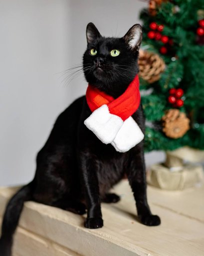 Мистер Фрэнк — взрослый джентльмен