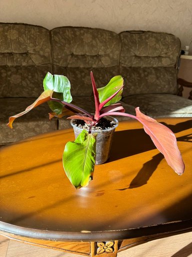 филодендрон Imperial Red (Rojo Congo)