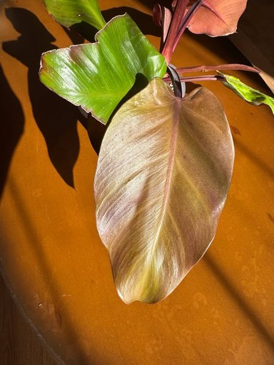 Дополнительное изображение