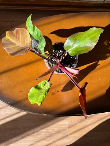 Дополнительное изображение