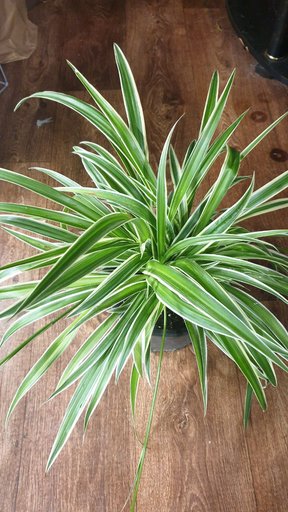 Хлорофитум