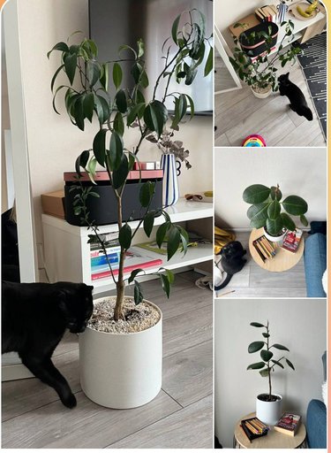 Кумкват в керамическом горшке