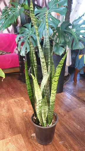 Дополнительное изображение