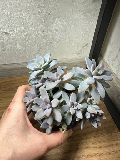 Дополнительное изображение