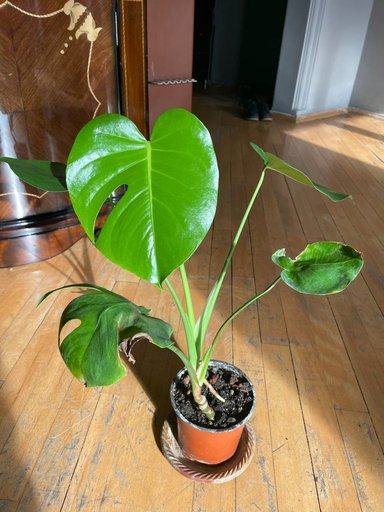 Дополнительное изображение