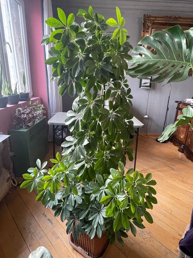 Дополнительное изображение