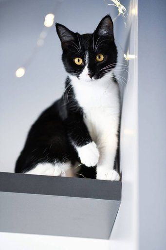 Котенок Малифисента