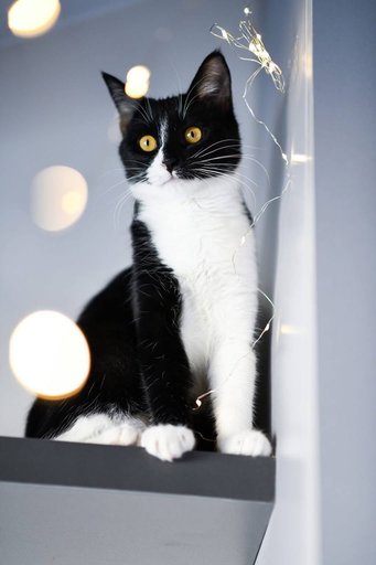 Дополнительное изображение