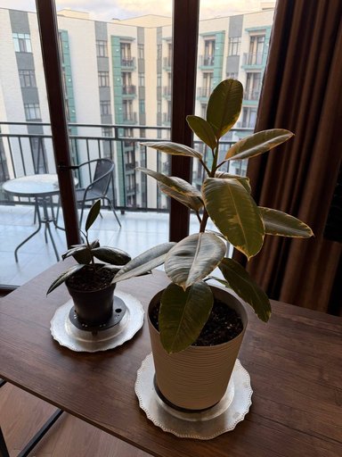 Дополнительное изображение