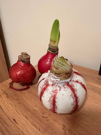 Амариллис в воске — живой цветок без ухода