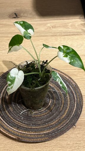 Бегония амфиоксус